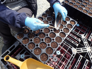 コンテナへの直接播種