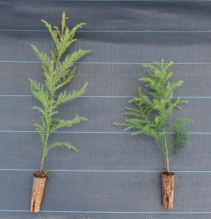 形状比の違うコンテナ苗