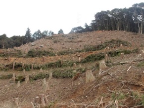 地拵え後の状況