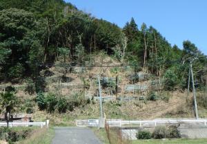竹の伐採後