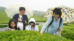雨の中の茶摘み体験