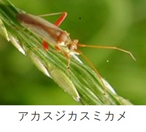 アカスジカスミカメ