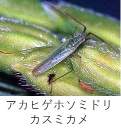 アカヒゲホソミドリカスミカメ