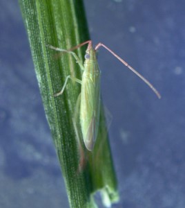 アカヒゲホソミドリカスミカメ