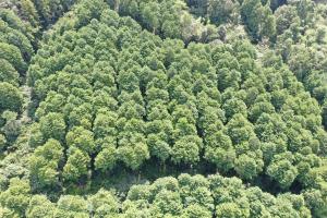 列状間伐施行地