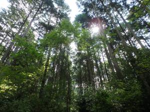 列状間伐施行地の林内の様子