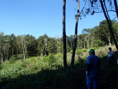 伐採後１年目と２年目の下草の状況確認