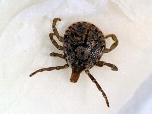 タカサゴキララマダニの雄