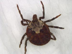 タカサゴキララマダニの雌