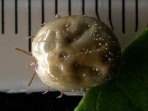 吸血したタカサゴキララマダニ