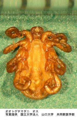 オオトゲチマダニ