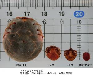 タカサゴキララマダニ