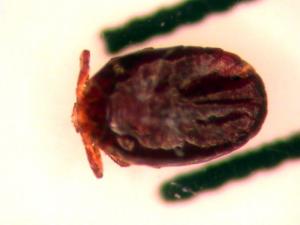 吸血したチマダニ属幼虫