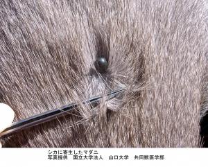 シカを吸血しているマダニ