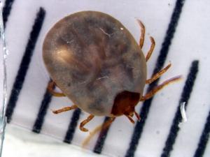 少し吸血したタカサゴキララマダニ