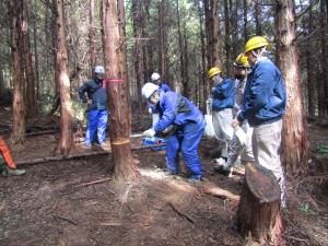 ヒノキ林の間伐作業