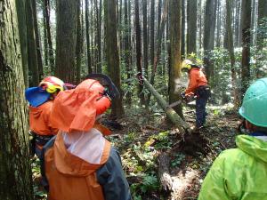 応力がかかった倒木の処理の実演