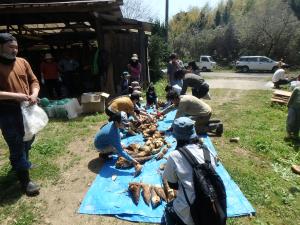 収穫したタケノコにみんな大喜び