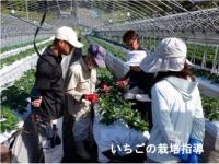 イチゴの栽培指導