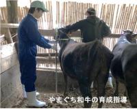 やまぐち和牛の育成指導