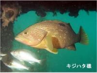 キジハタ礁