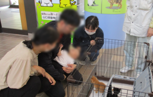 仔猫
