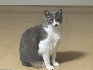 追加の画像
