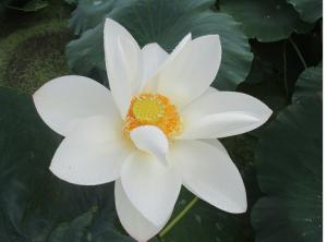 れんこんの花