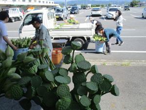 昨年度の出荷の様子