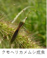 クモヘリカメムシ成虫