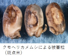 クモヘリカメムシによる被害粒