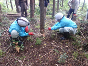 除伐作業１