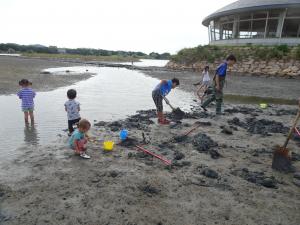 干潟の生き物観察会
