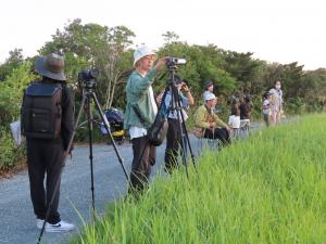 ショウドウツバメの観察会