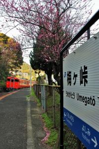 梅ヶ峠駅梅の花