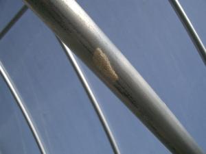 ハスモンヨトウ卵塊の画像