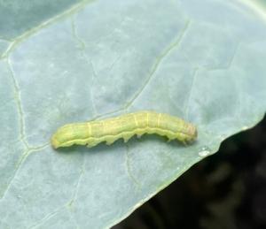 シロイチモジヨトウ幼虫の画像
