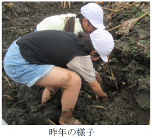 子供の掘り取りの様子