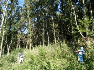 椎茸原木林内の下刈作業中