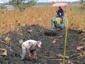 バックホーでの作業と掘りとりの様子