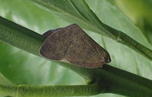 チュウゴクアミガサハゴロモの成虫