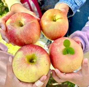 とれたてのキラキラりんご🍎✨