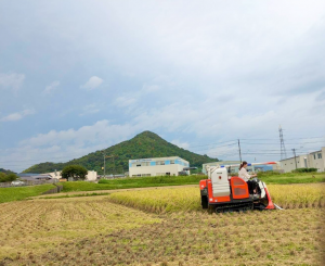 稲刈り