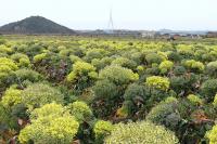 勿体ない！！ブロッコリーの綺麗な花畑