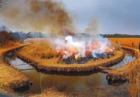 春を待ってのヨシ焼き