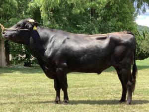 基幹種雄牛の「百合姫」です