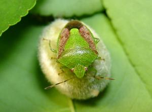 チャバネアオカメムシの写真