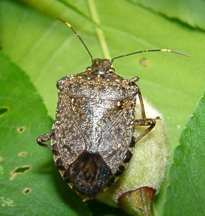 クサギカメムシの写真