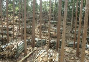 美祢市秋芳町の林内の写真