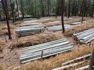 美祢市美東町赤の棚積みされた竹の写真